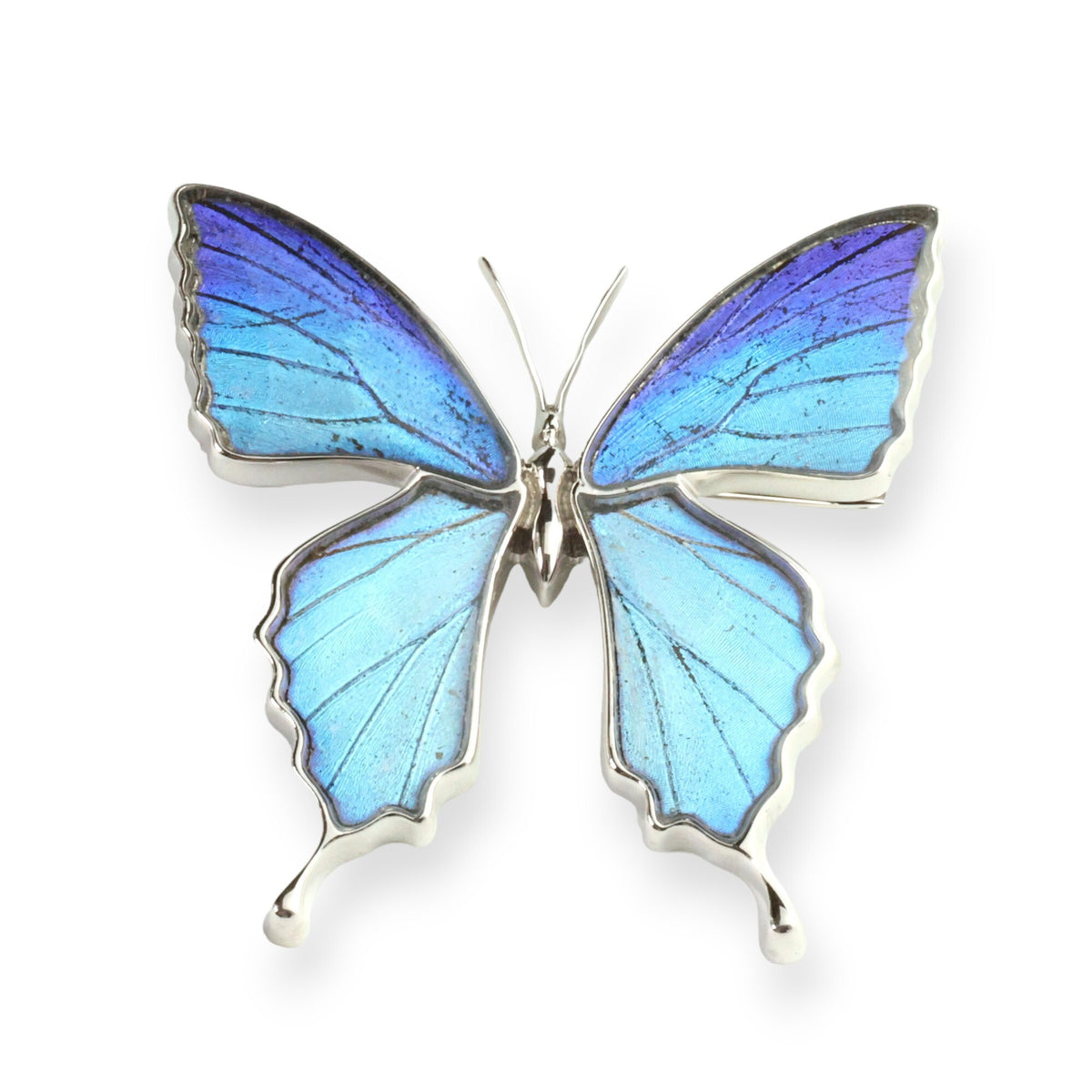 Psyche : NEW Arrival 本物の蝶の翅 アゲハ蝶 ブローチ兼